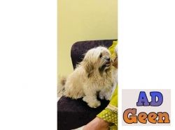 used Lhasa Apso Adult females for sale 